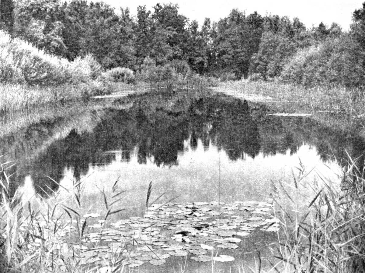 ����������. �������, ��� �������, ����. ���������� �.&nbsp;�.&nbsp;�������, 1949&nbsp;�.